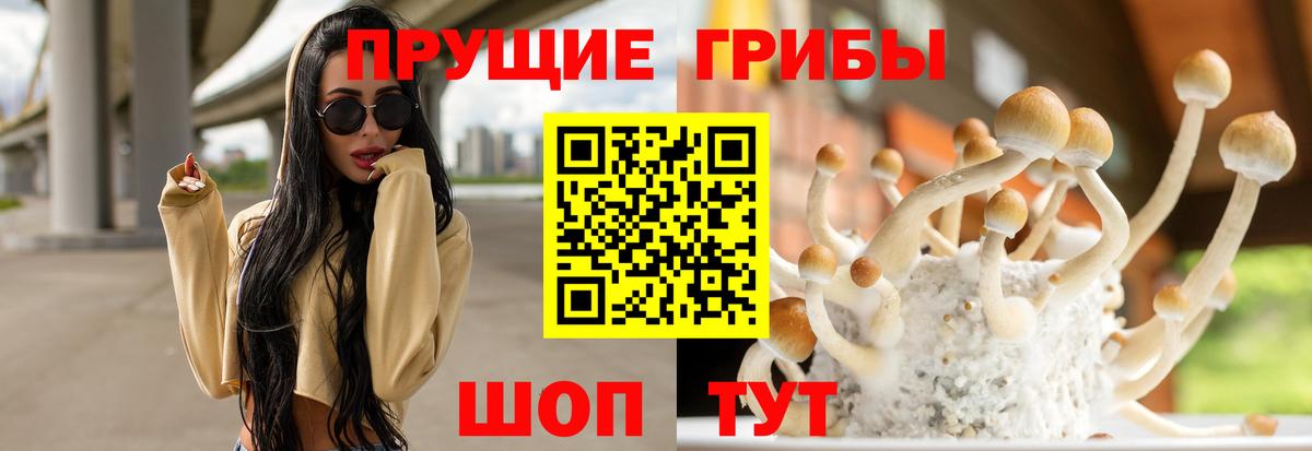 Галлюциногенные грибы Psilocybe Шелехов